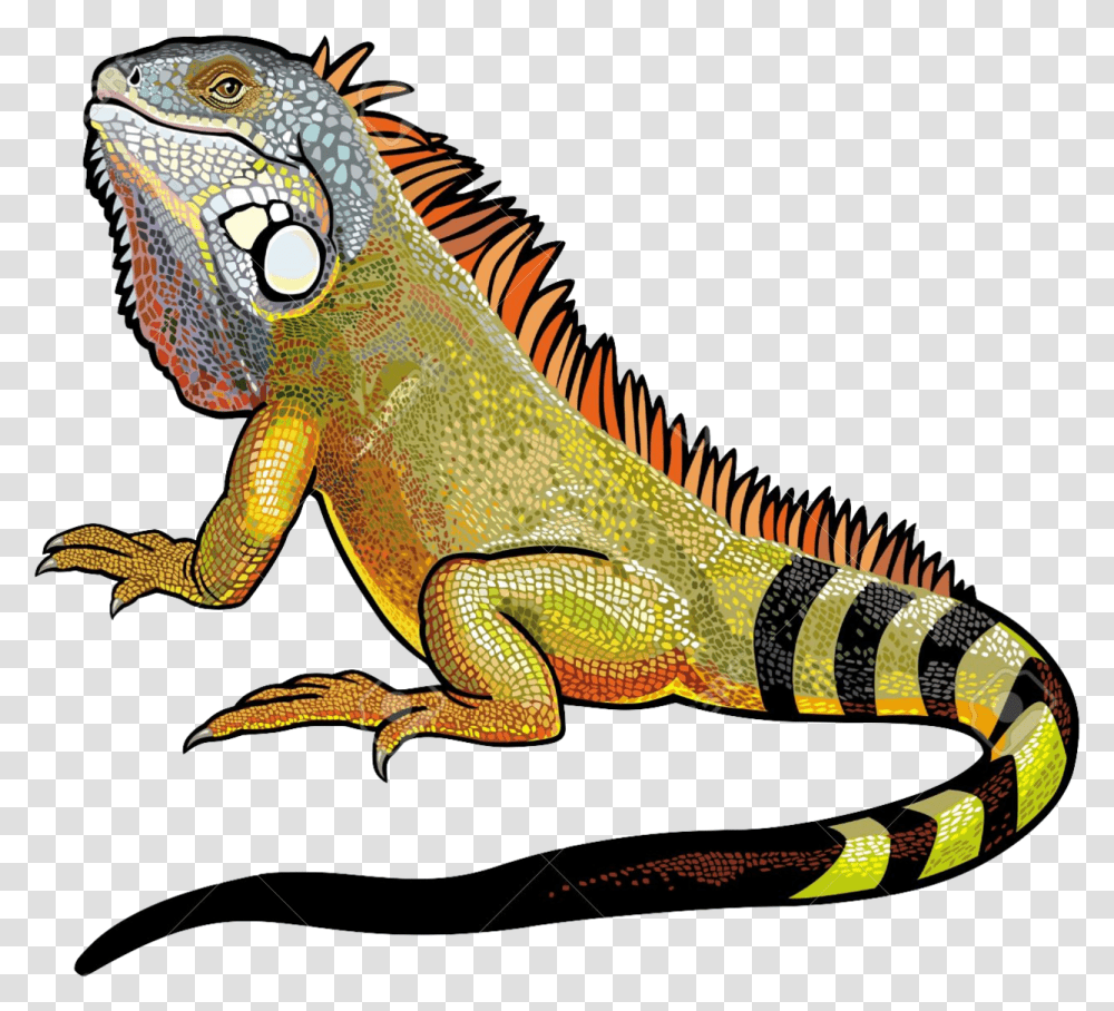Iguana Vector, Lizard, Reptile, Animal, Dinosaur Transparent Png