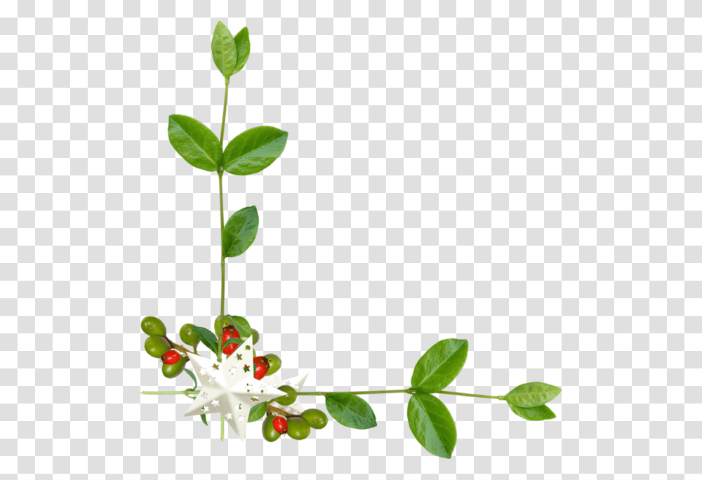 Iir Sslemeleri, Plant, Leaf, Flower, Acanthaceae Transparent Png