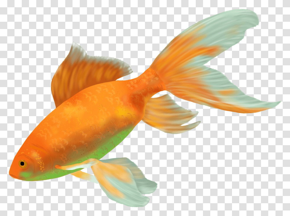 Ikan Hias Air Tawar Terindah, Goldfish, Animal, Bird Transparent Png