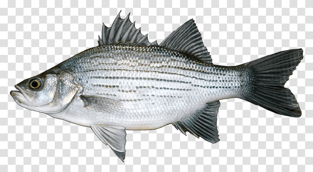 Ikan Kakap Putih, Fish, Animal, Perch Transparent Png