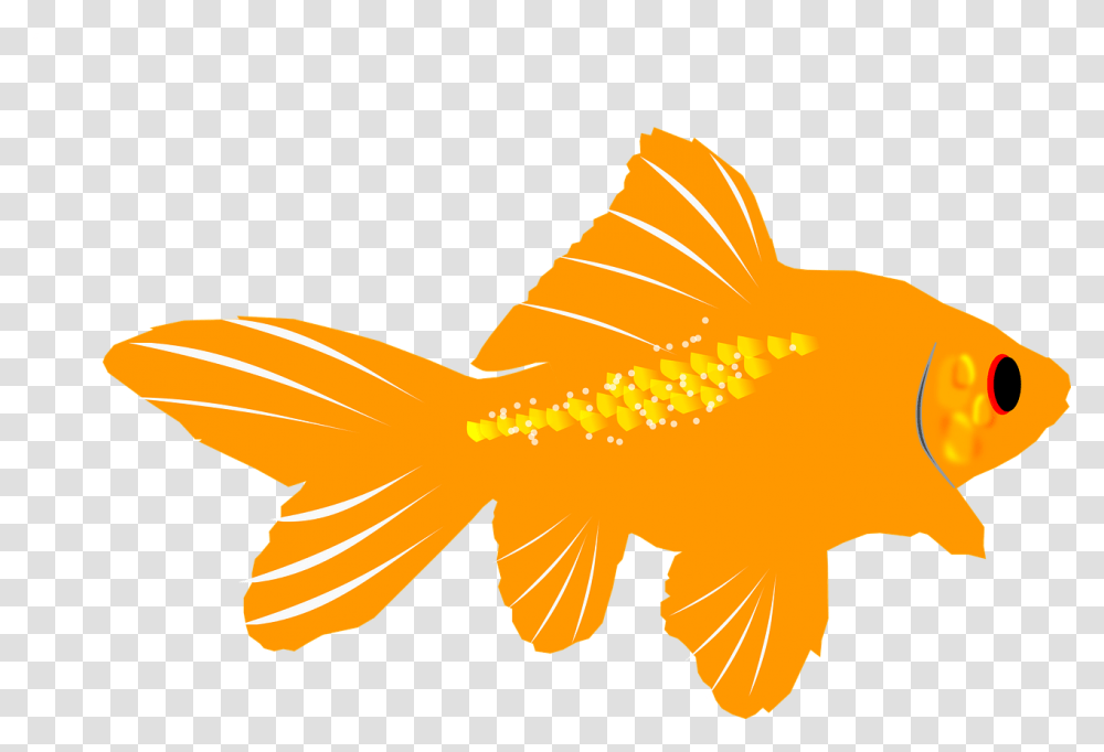 Ikan Mas Kartun, Goldfish, Animal Transparent Png