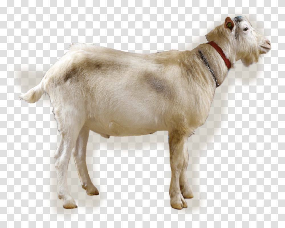 Ikon Goat, Dog, Pet, Canine, Animal Transparent Png