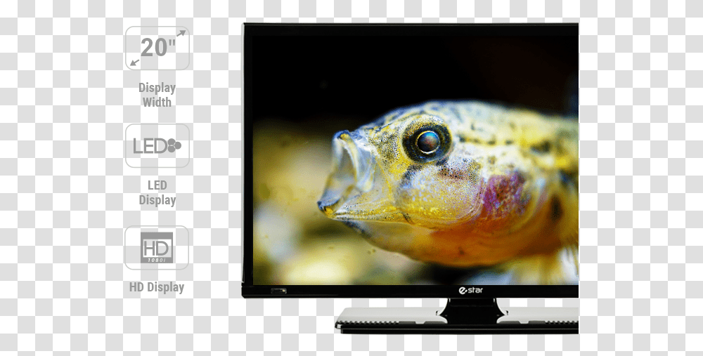 Ikonos Ir Dalis Tv Bottom Feeder, Monitor, Screen, Electronics, Display Transparent Png
