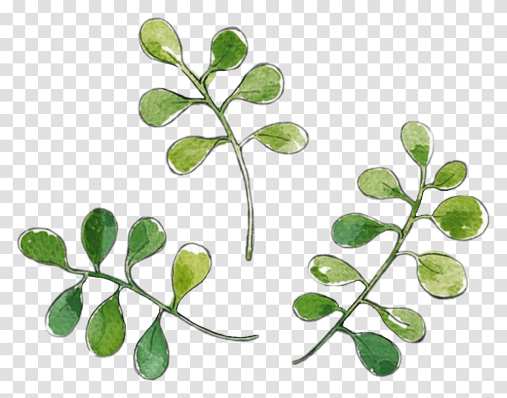 Ilex Vomitoria, Plant, Leaf, Flower, Blossom Transparent Png
