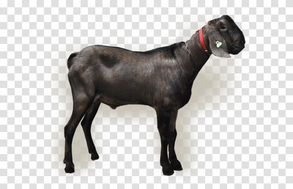 Ilias Goat, Dog, Pet, Canine, Animal Transparent Png