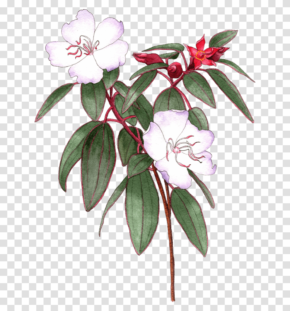 Illustrated By Helen Krayenhoff Rosa Glauca, Acanthaceae, Flower, Plant, Blossom Transparent Png