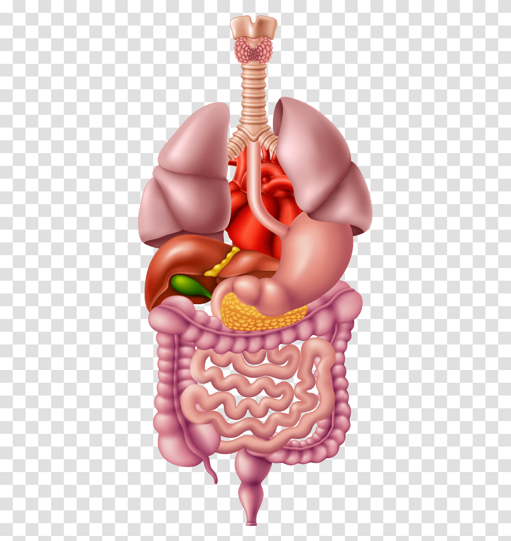 Illustrated Image Representing The Human Digestive Human Digestive System, Stomach, Ear, Mouth, Lip Transparent Png
