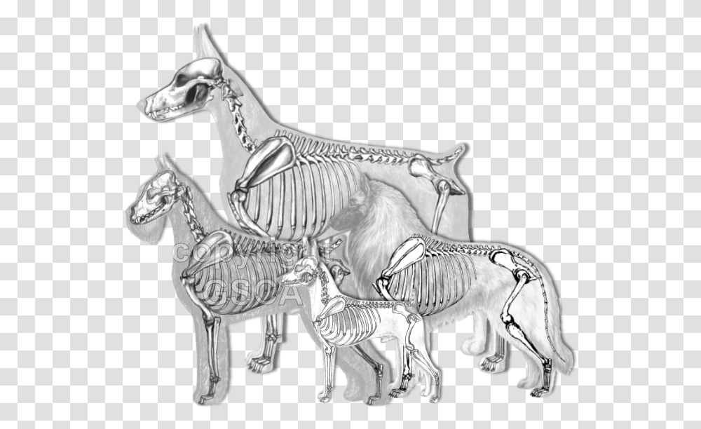 Illustrated Standard Drawings Schnauzer Skeleton, Animal, Mammal, Dinosaur Transparent Png