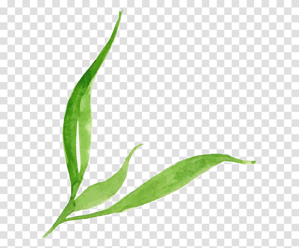 Illustration 25, Plant, Leaf, Flower, Green Transparent Png