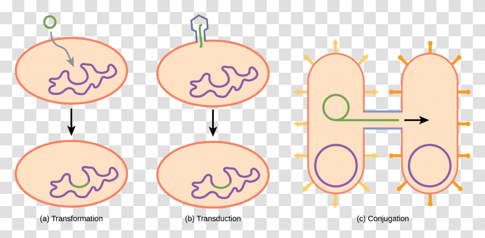 Illustration A Shows A Small Circular Piece Of Dna Transformation In Prokaryotic Bacteria, Label, Number Transparent Png