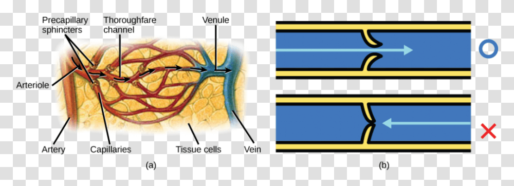 Illustration A Shows An Artery Branching Off Into An Blood Flow To Tissues, Face, Outdoors, Plot Transparent Png