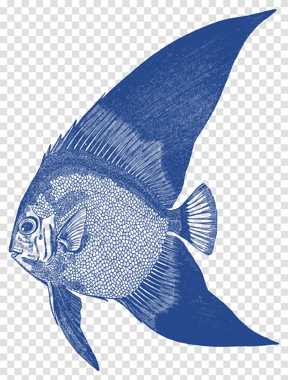 Illustration, Angelfish, Sea Life, Animal, Surgeonfish Transparent Png