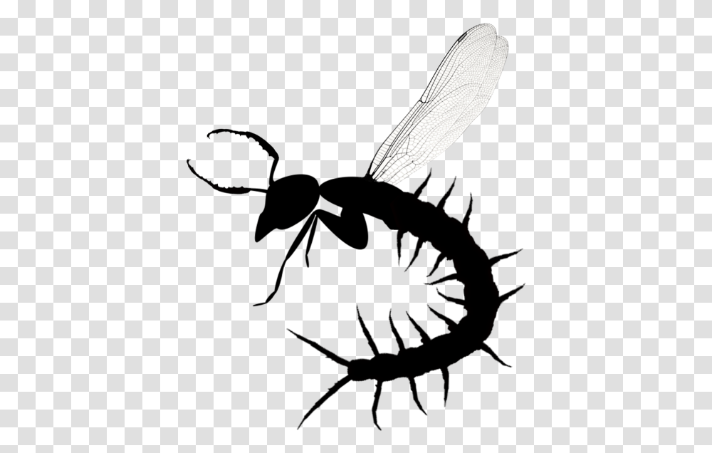Illustration, Animal, Insect, Invertebrate, Silhouette Transparent Png