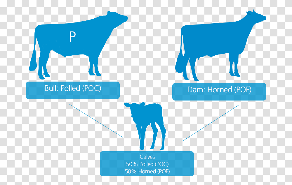 Illustration, Animal, Mammal, Bull Transparent Png