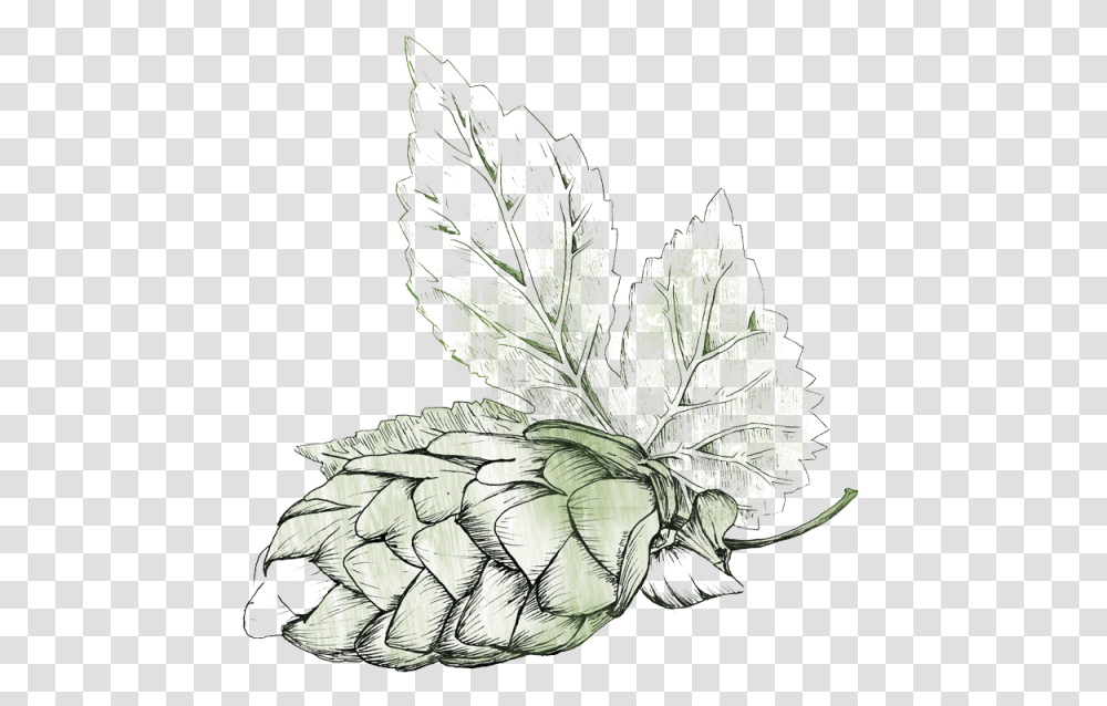Illustration Beer Hops, Leaf, Plant, Animal, Insect Transparent Png