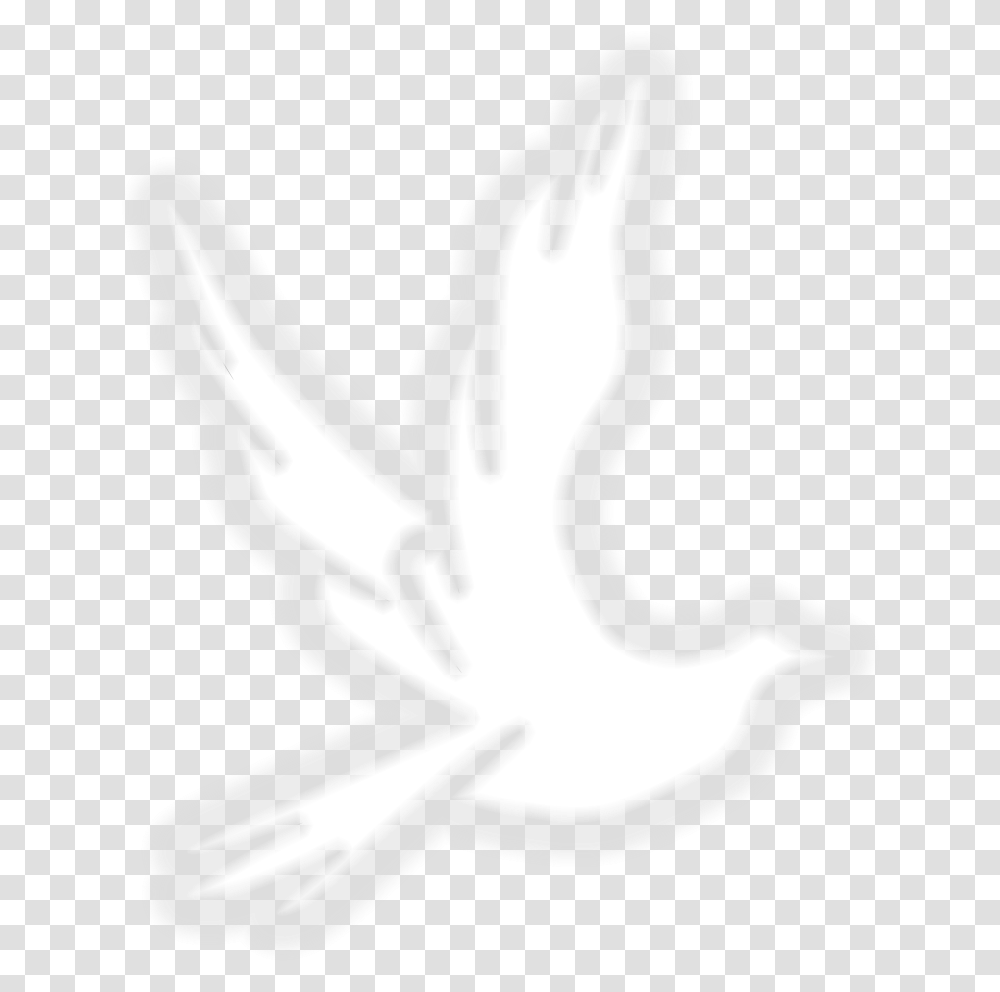 Illustration, Bird, Animal, Dove, Pigeon Transparent Png