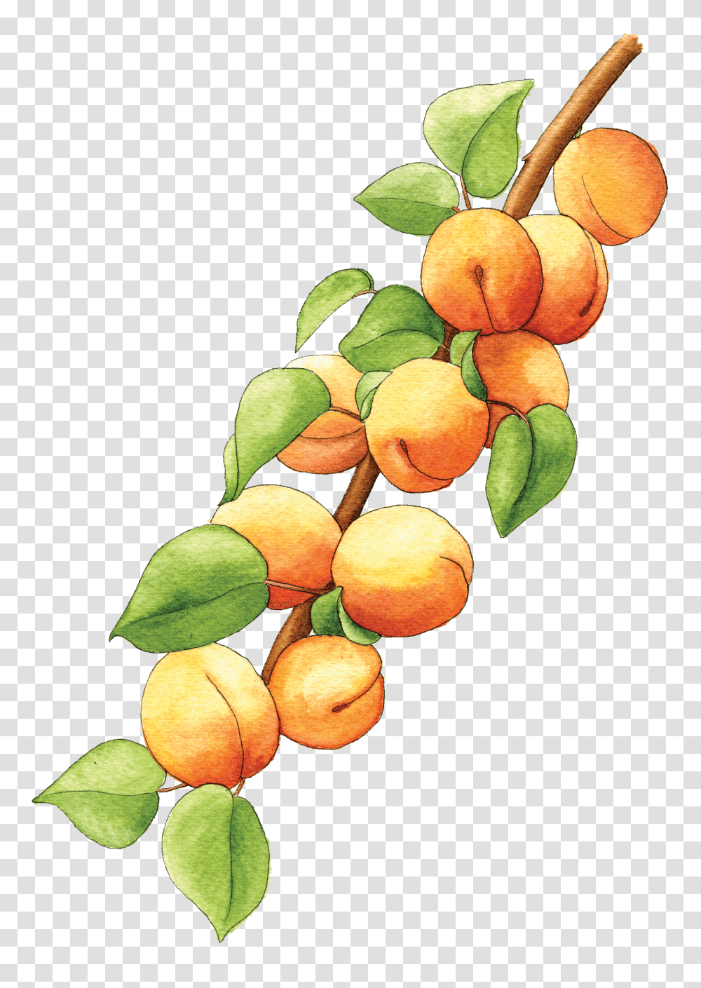 Illustration By Helen Krayenhoff Apricot Branch, Plant, Fruit, Produce, Food Transparent Png