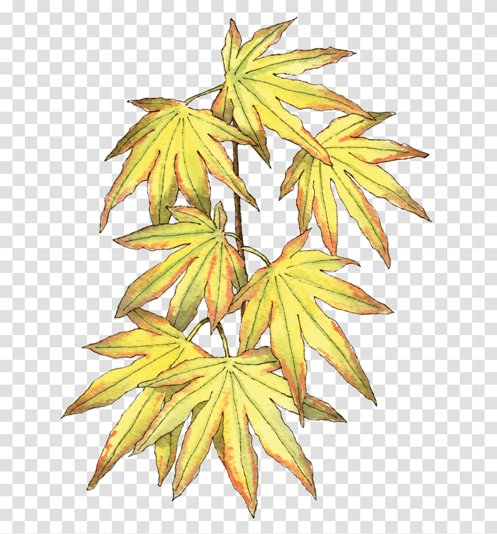 Illustration By Helen Krayenhoff Black Maple, Leaf, Plant, Tree, Maple Leaf Transparent Png