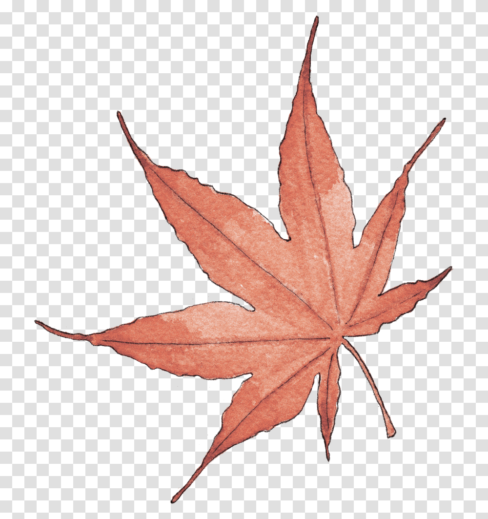 Illustration By Helen Krayenhoff, Leaf, Plant, Tree, Maple Leaf Transparent Png