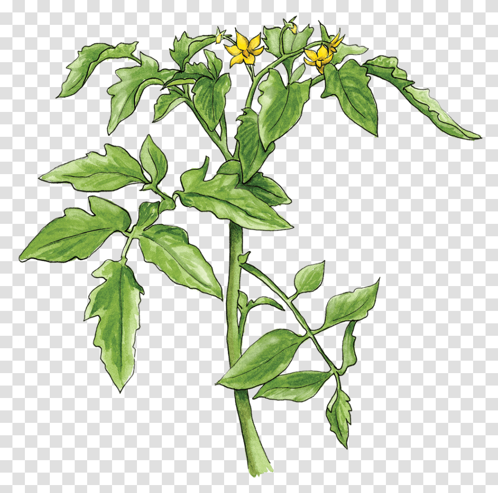 Illustration By Helen Krayenhoff Tomato Plant, Acanthaceae, Flower, Blossom, Leaf Transparent Png