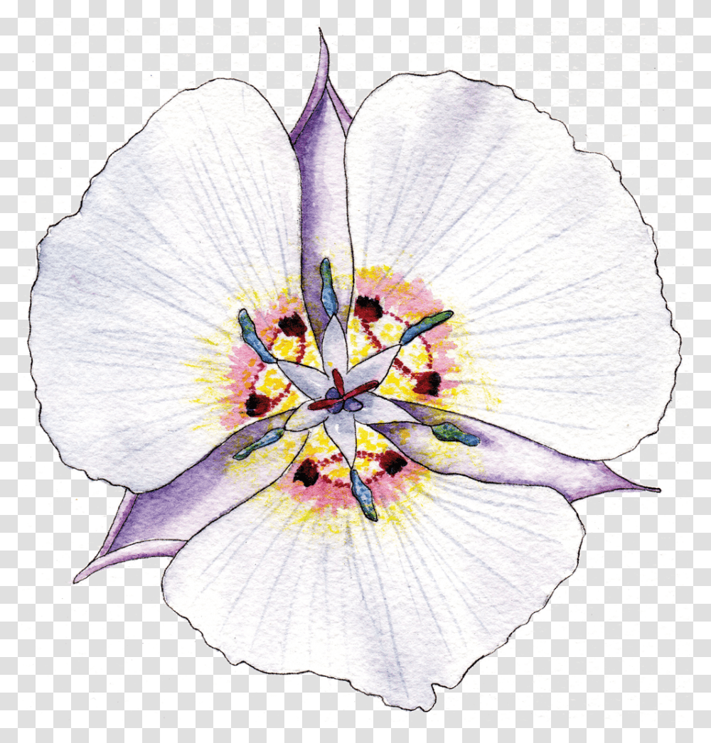 Illustration By Helen Krayenhoff Tulipa Humilis, Plant, Flower, Blossom, Hibiscus Transparent Png