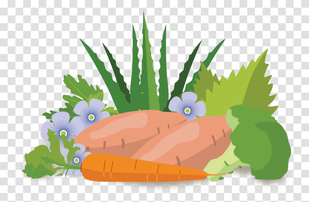 Illustration Cartoons Illustration, Plant, Food, Vegetation, Produce Transparent Png
