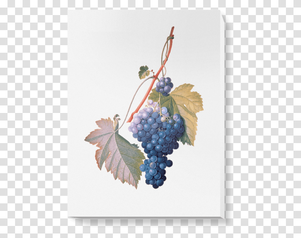 Illustration, Grapes, Fruit, Plant, Food Transparent Png