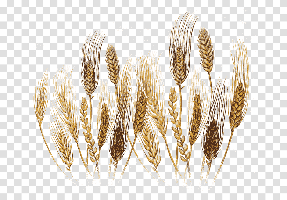 Illustration, Grass, Plant, Grain, Produce Transparent Png