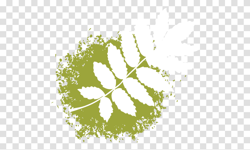 Illustration, Green, Leaf, Plant, Veins Transparent Png