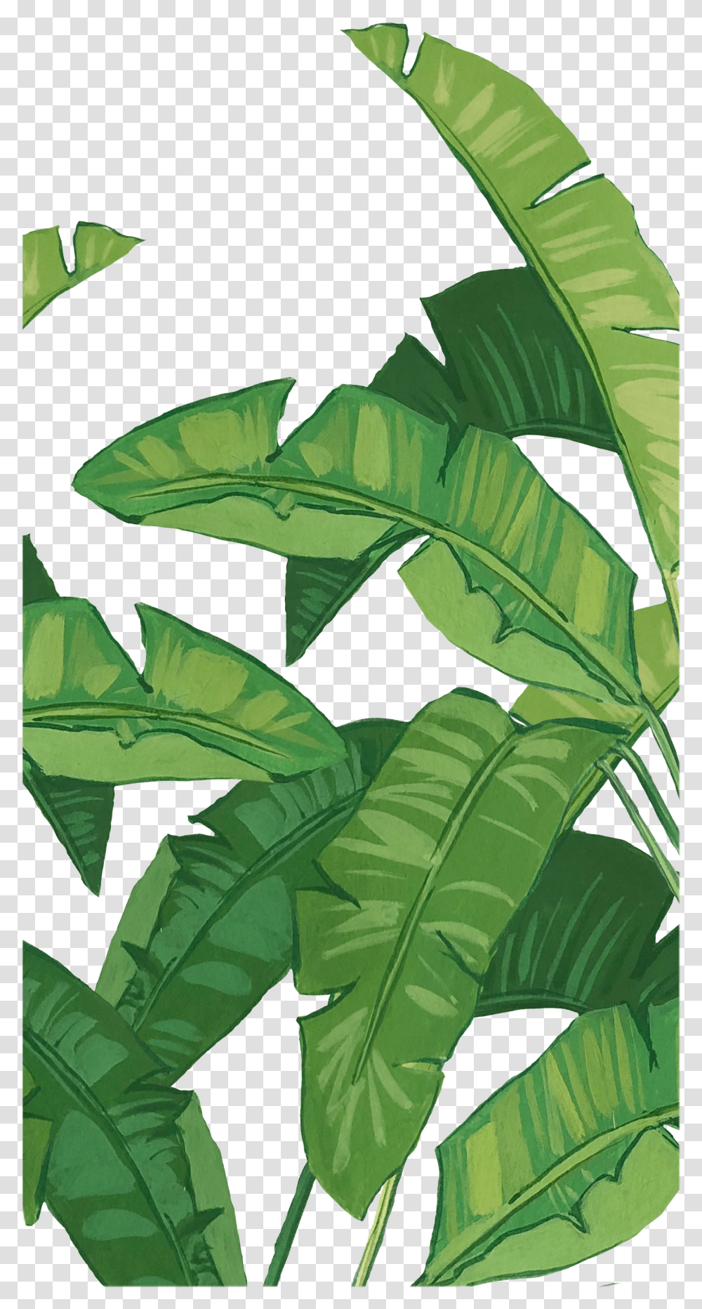 Illustration Hd Banana Leaf Hd Transparent Png