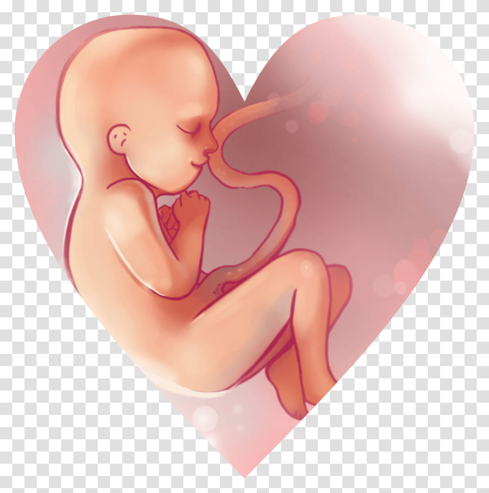 Illustration, Heart, Person, Human Transparent Png