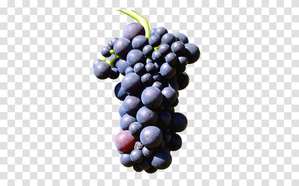 Illustration Isolated Grapes Henkel Grape Grapes Isolated, Fruit, Plant, Food, Blueberry Transparent Png