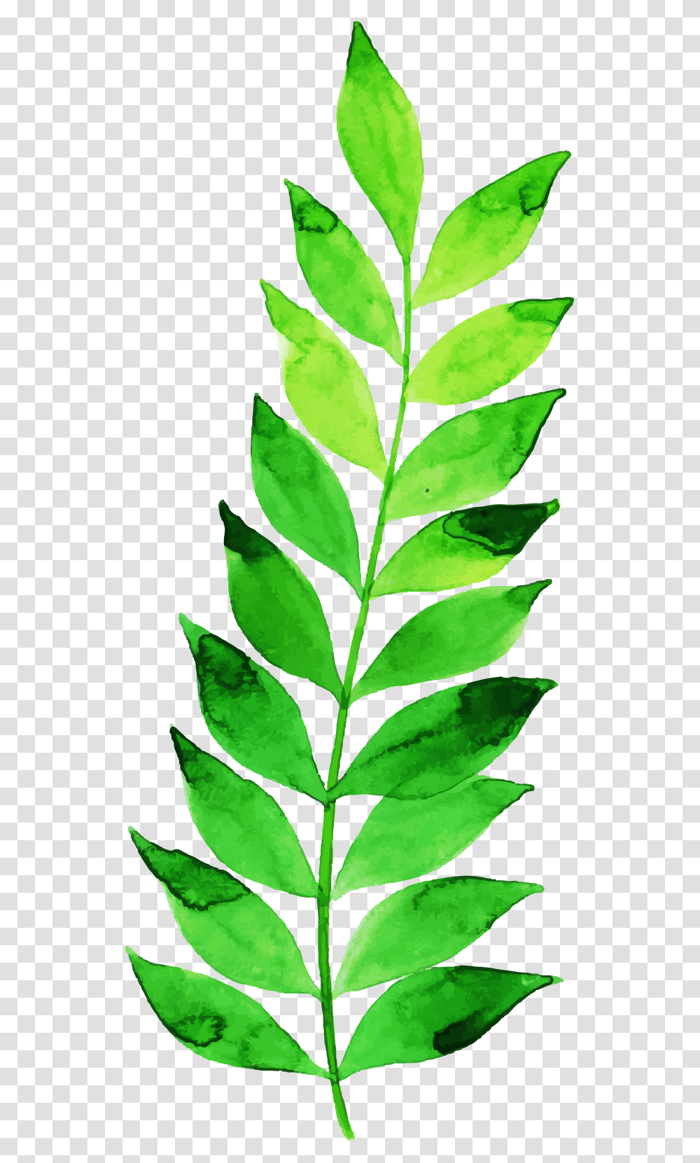 Illustration, Leaf, Plant, Green, Pineapple Transparent Png