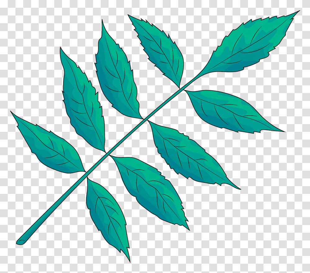 Illustration, Leaf, Plant, Green, Silhouette Transparent Png