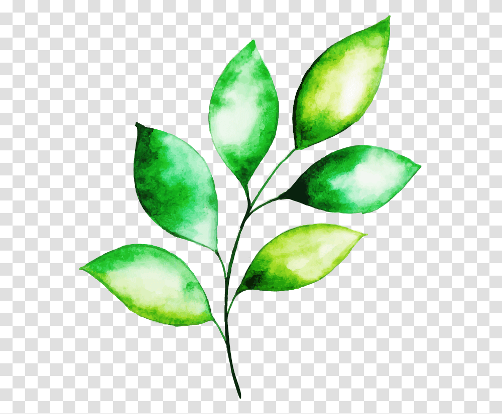 Illustration, Leaf, Plant, Green Tea, Beverage Transparent Png