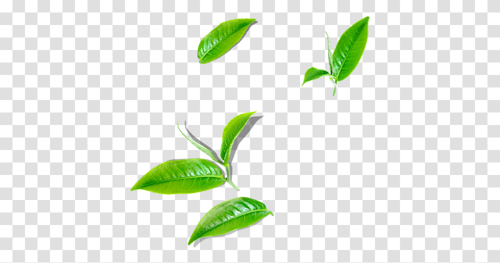 Illustration, Leaf, Plant, Green, Vegetation Transparent Png