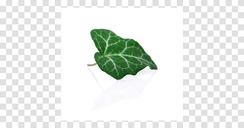 Illustration, Leaf, Plant, Ivy, Pineapple Transparent Png