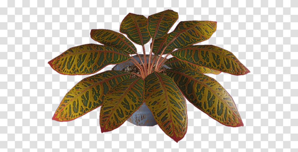 Illustration, Leaf, Plant, Tree, Annonaceae Transparent Png