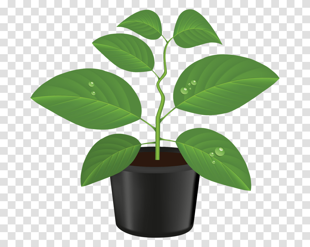 Illustration, Leaf, Plant, Tree, Green Transparent Png