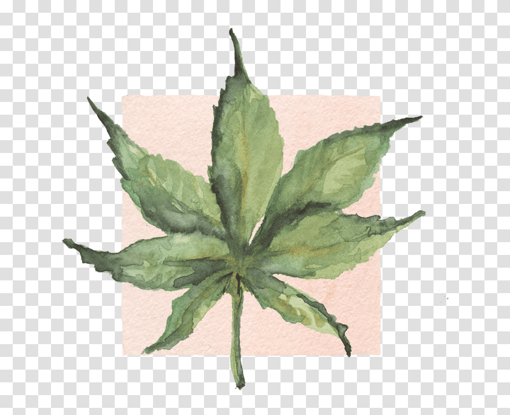 Illustration, Leaf, Plant, Tree, Maple Leaf Transparent Png