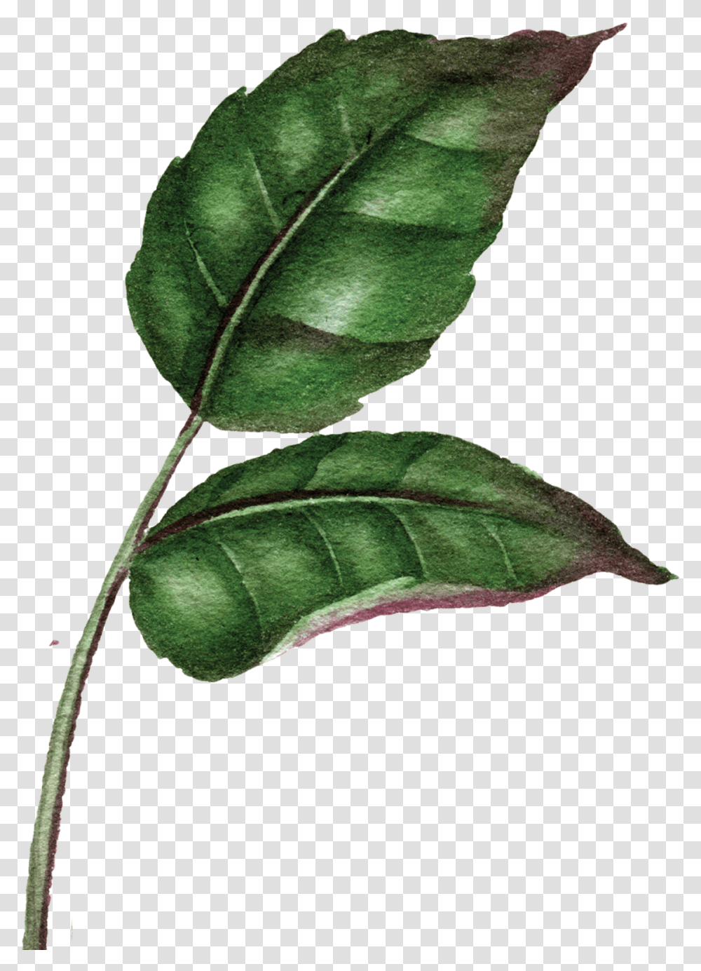 Illustration, Leaf, Plant, Veins, Annonaceae Transparent Png