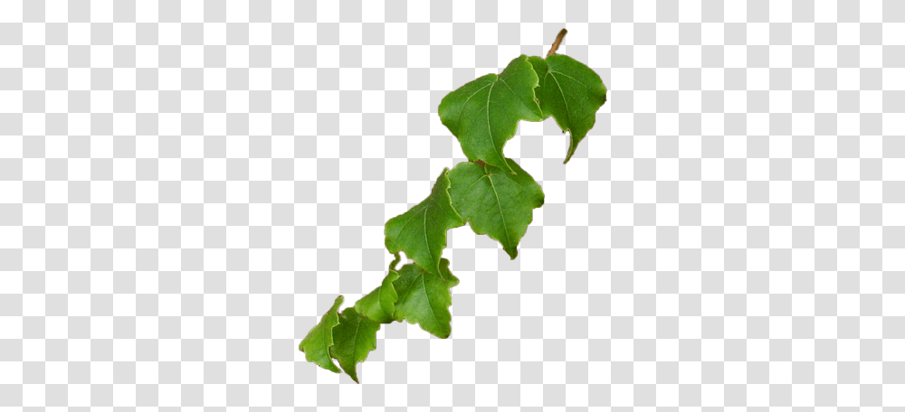 Illustration, Leaf, Plant, Vine, Ivy Transparent Png