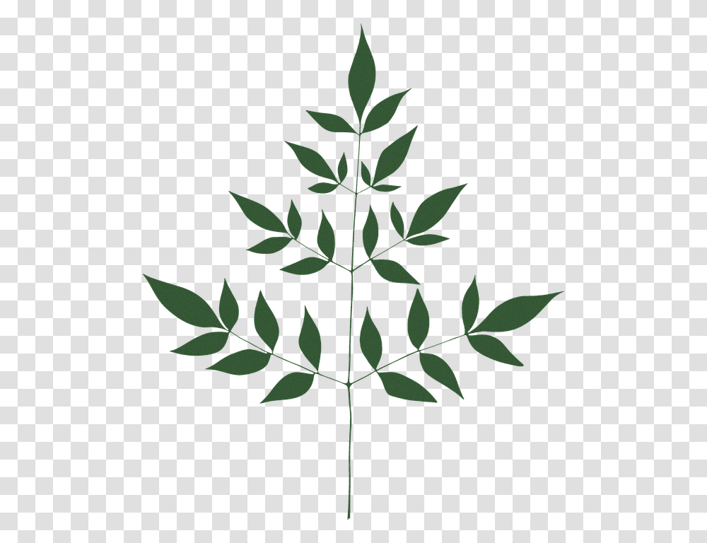 Illustration, Leaf, Plant, Weed Transparent Png