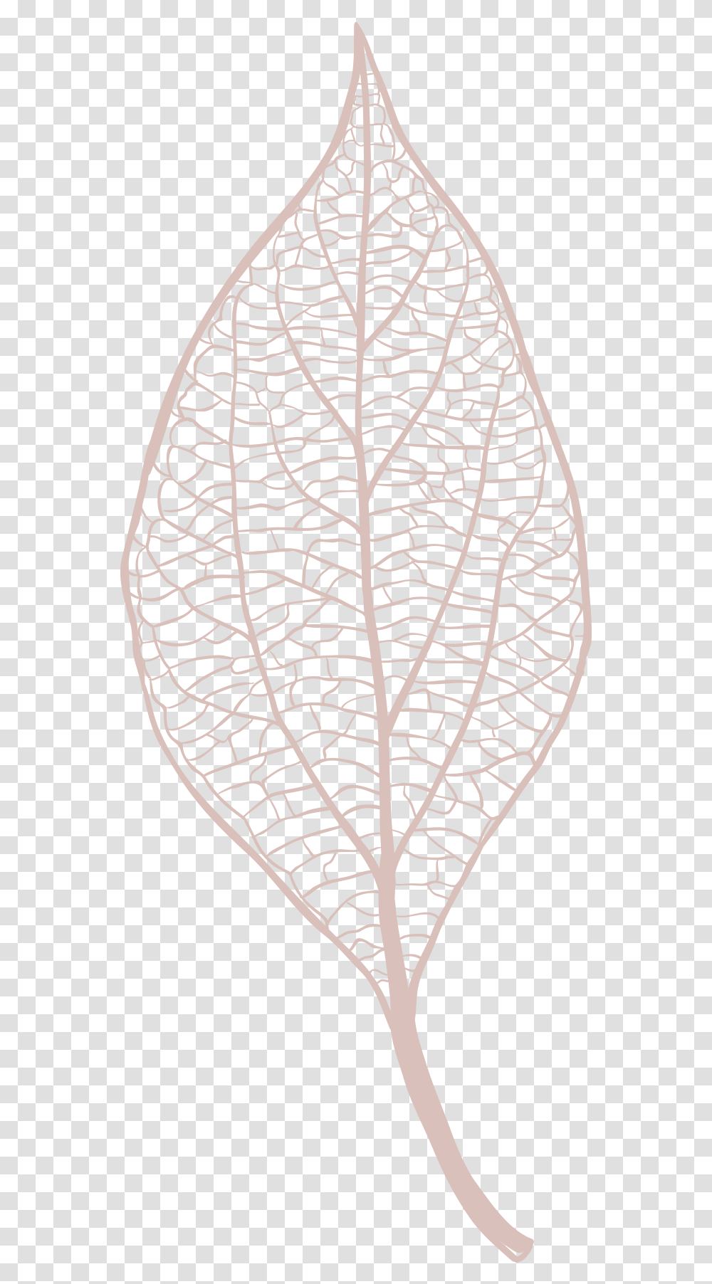 Illustration Leaf Vector, Veins, Plant, Stencil, Spider Web Transparent Png