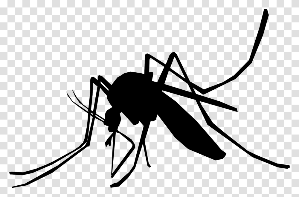 Illustration Mosquito Schnake Sting Insect Mosquito Illustration, Gray, World Of Warcraft Transparent Png