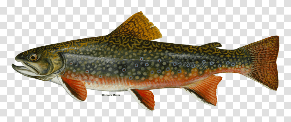Illustration Of A Brook Trout New Jersey State Fish, Animal, Cod, Aquatic, Water Transparent Png