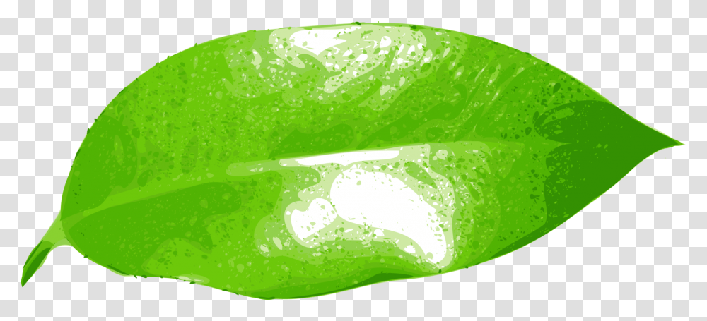 Illustration Of A Leaf, Plant, Citrus Fruit, Food, Green Transparent Png
