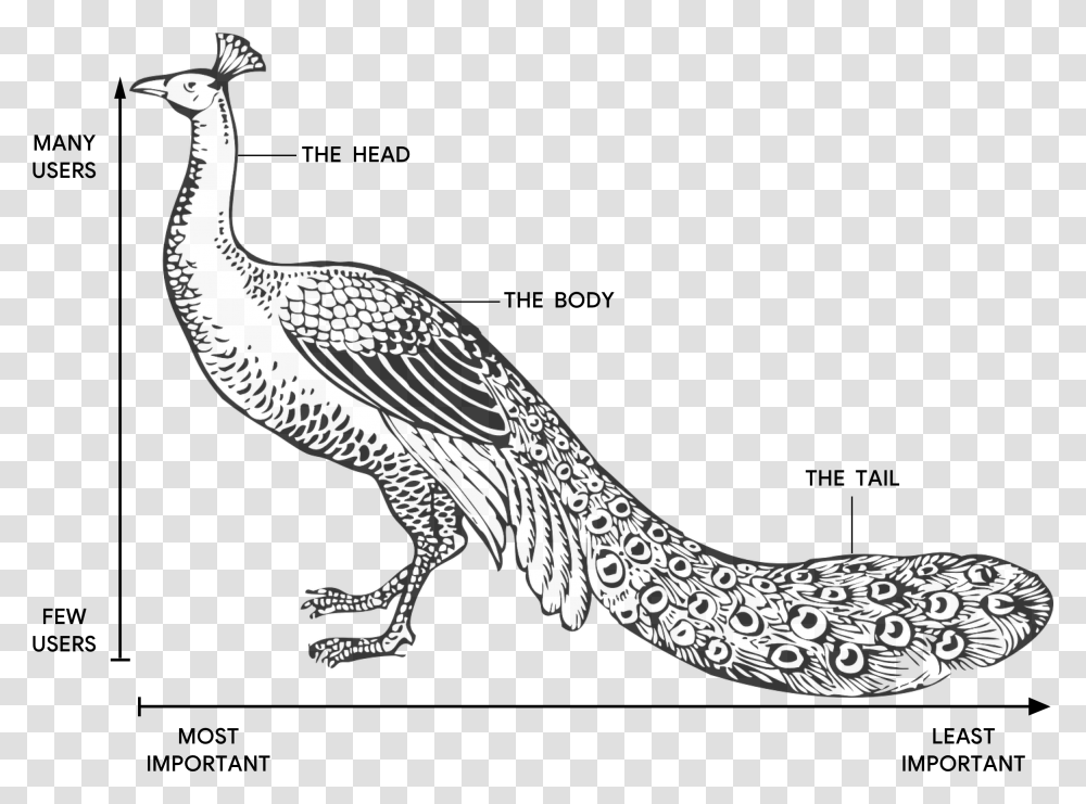 Illustration Of A Peacock With The Head The Body, Bird, Animal, Waterfowl, Crane Bird Transparent Png