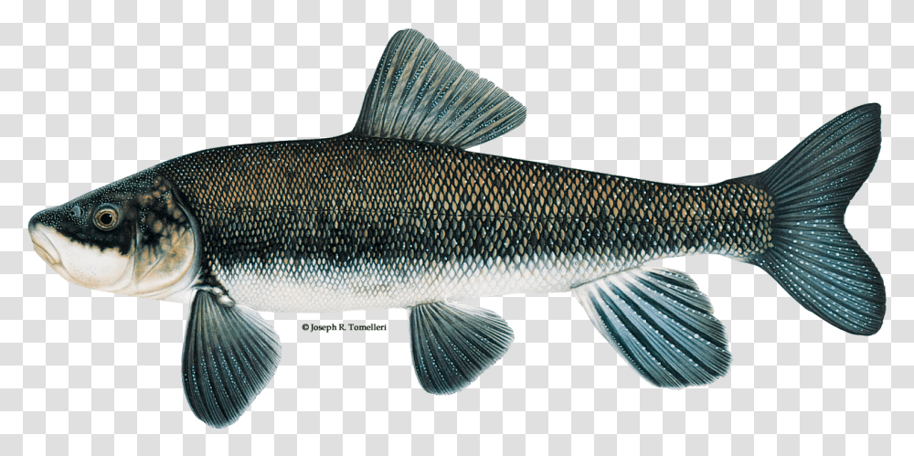 Illustration Of A Shortnose Sucker Short Nosed Sucker Klamath, Fish, Animal, Mullet Fish, Sea Life Transparent Png