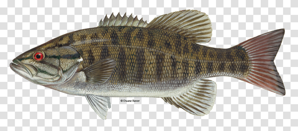 Illustration Of A Smallmouth Bass Smallmouth Bass Fish, Animal, Perch Transparent Png